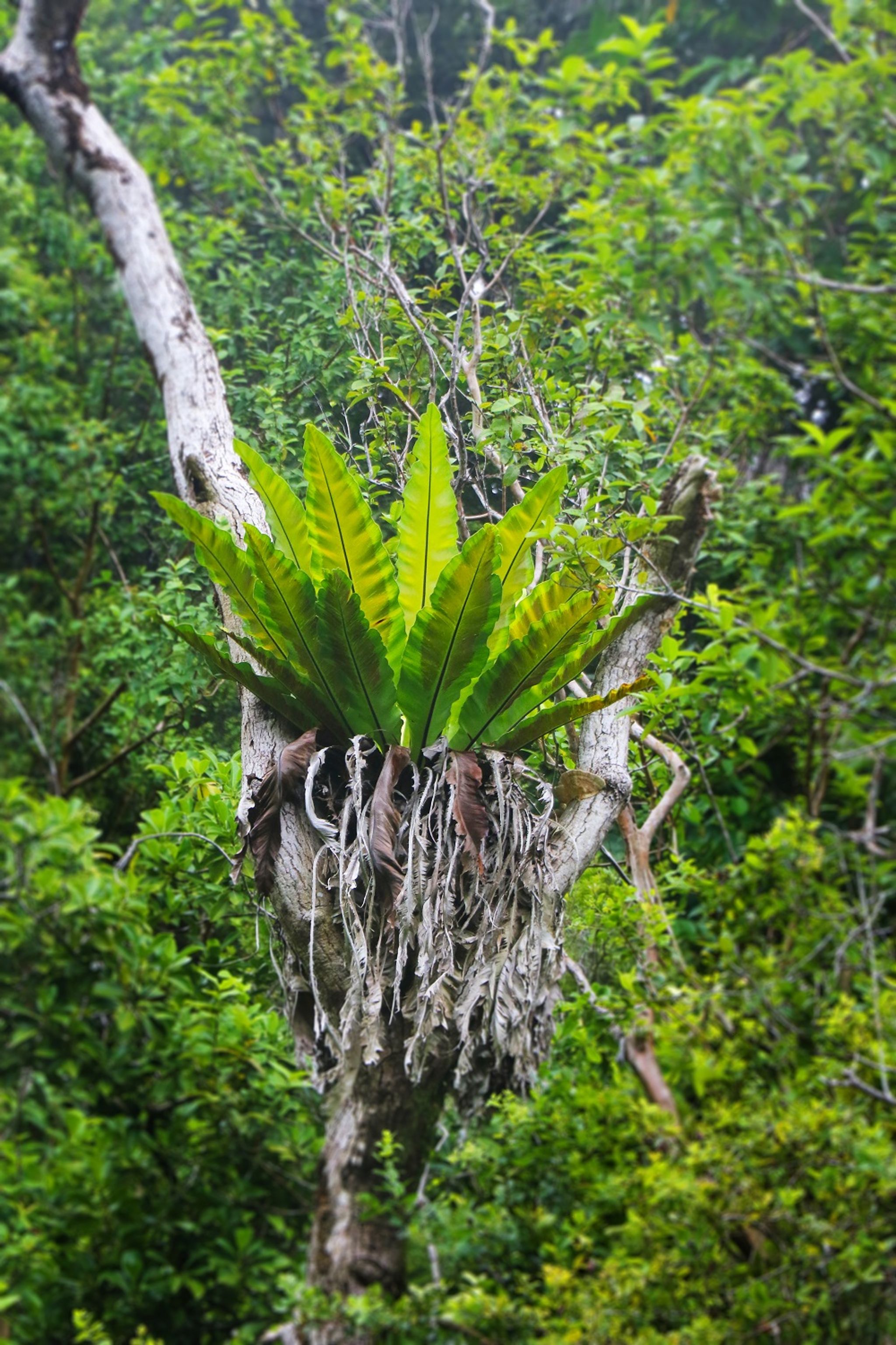 The large ʻēkaha fern (Asplenium_nidus) grows in the crooks of trees above the trail.