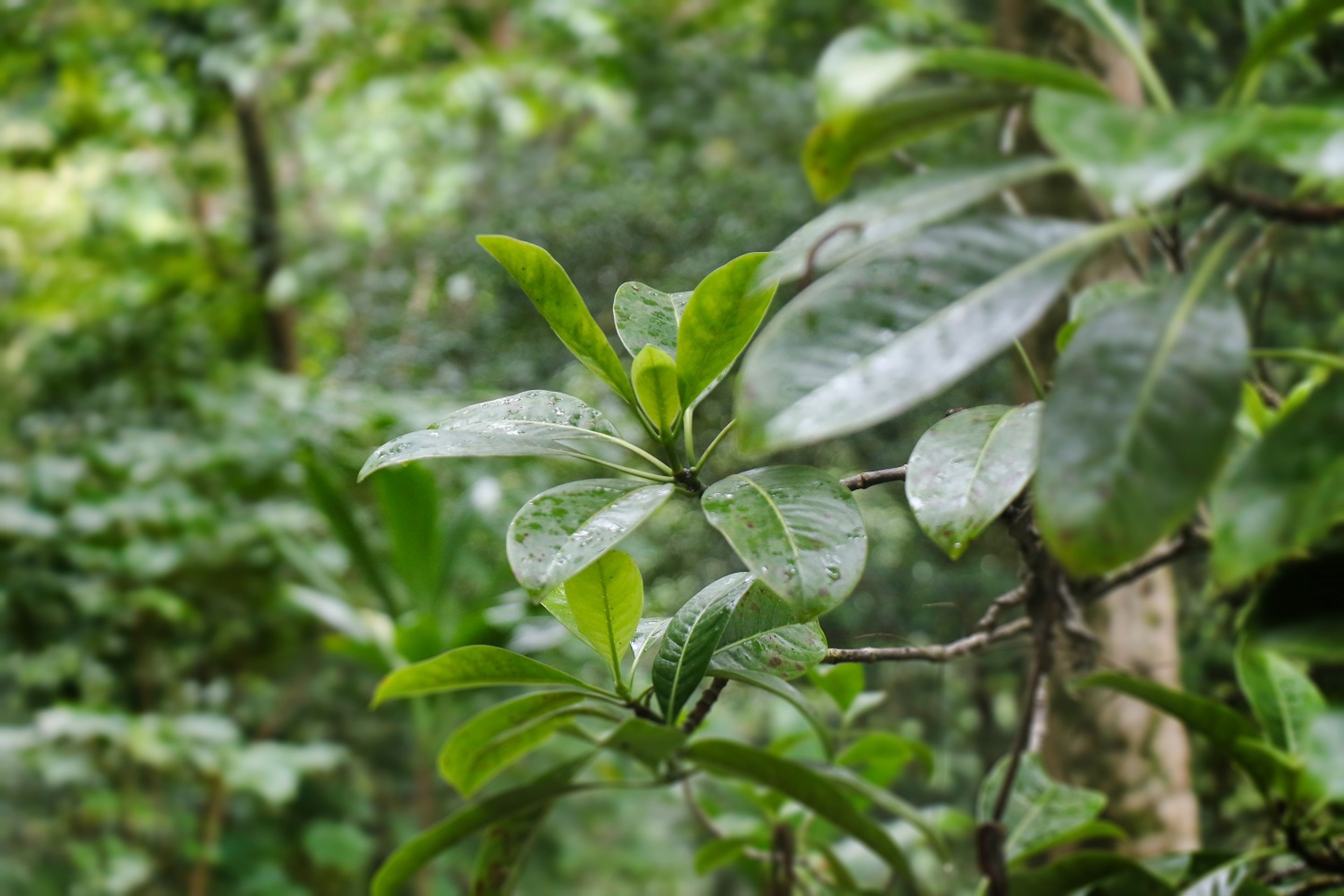 The trail takes hikers through a mixed woodland, including native trees like kōpiko (Psychotria hawaiiensis).