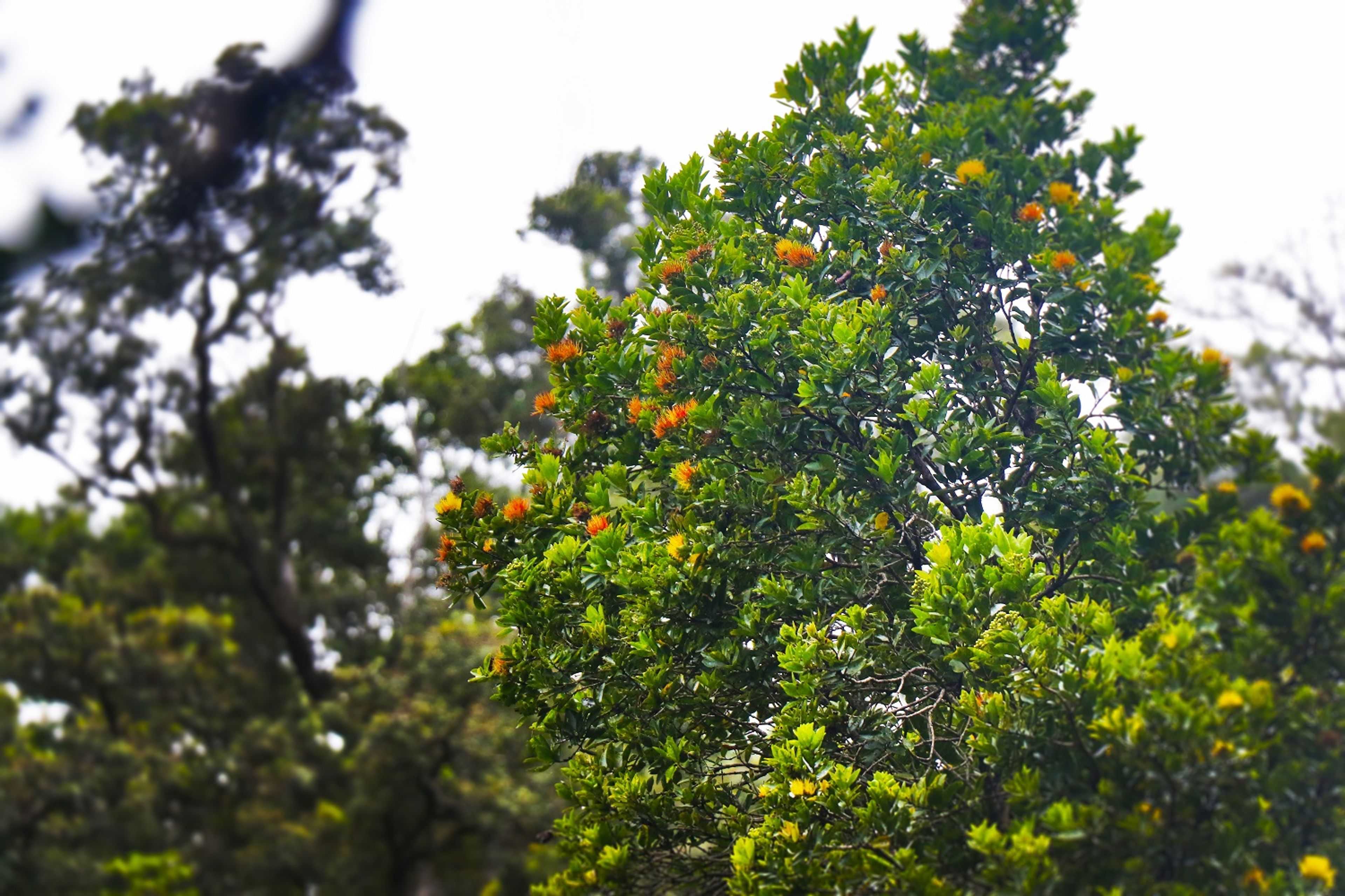 Orange ʻōhiʻa lehua (Metrosideros polymorpha) blossoms adorn the forest along the trail.