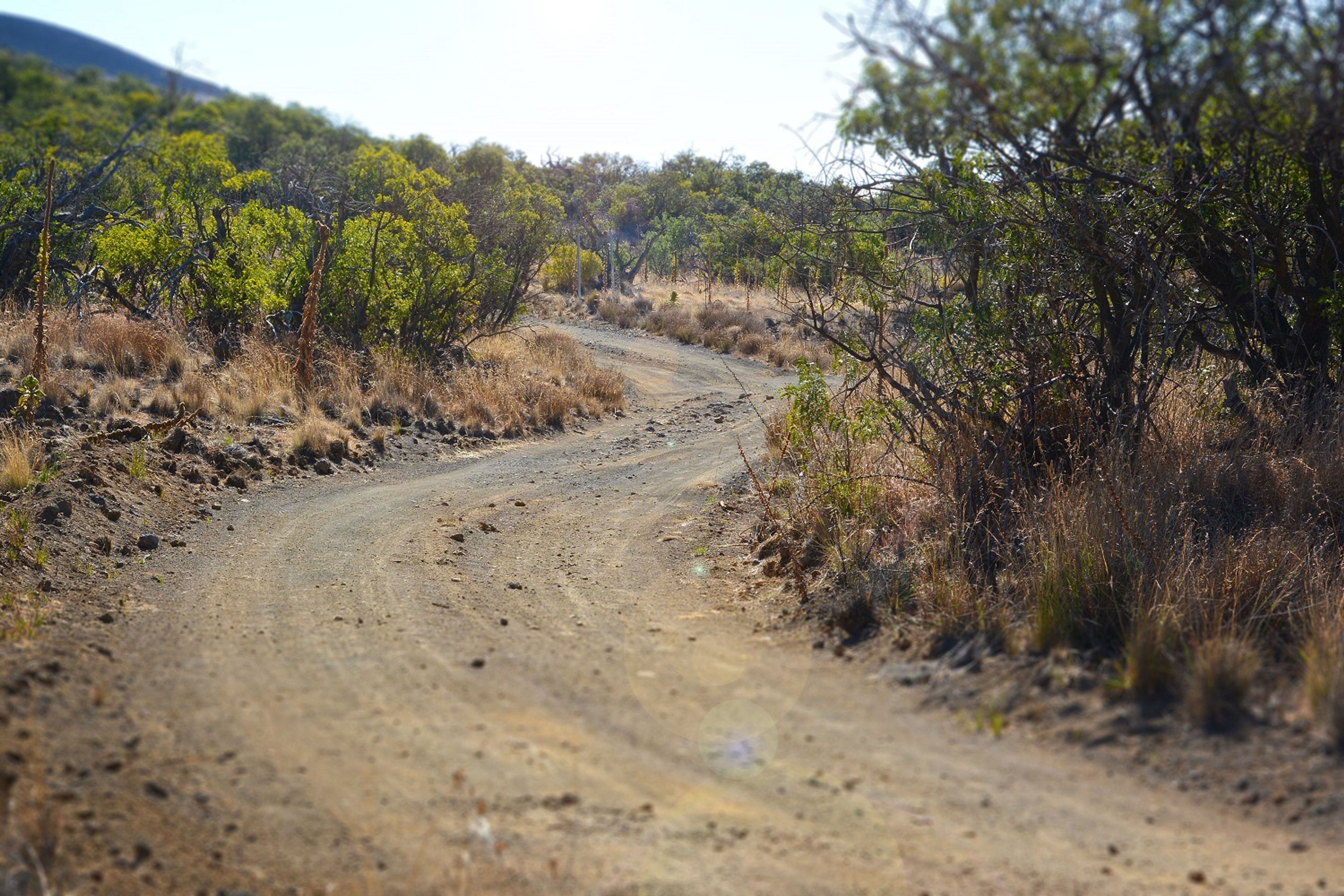 The dirt road meanders through māmane (Sophora chrysophylla) and naio (Myoporum sandwicense) forest.