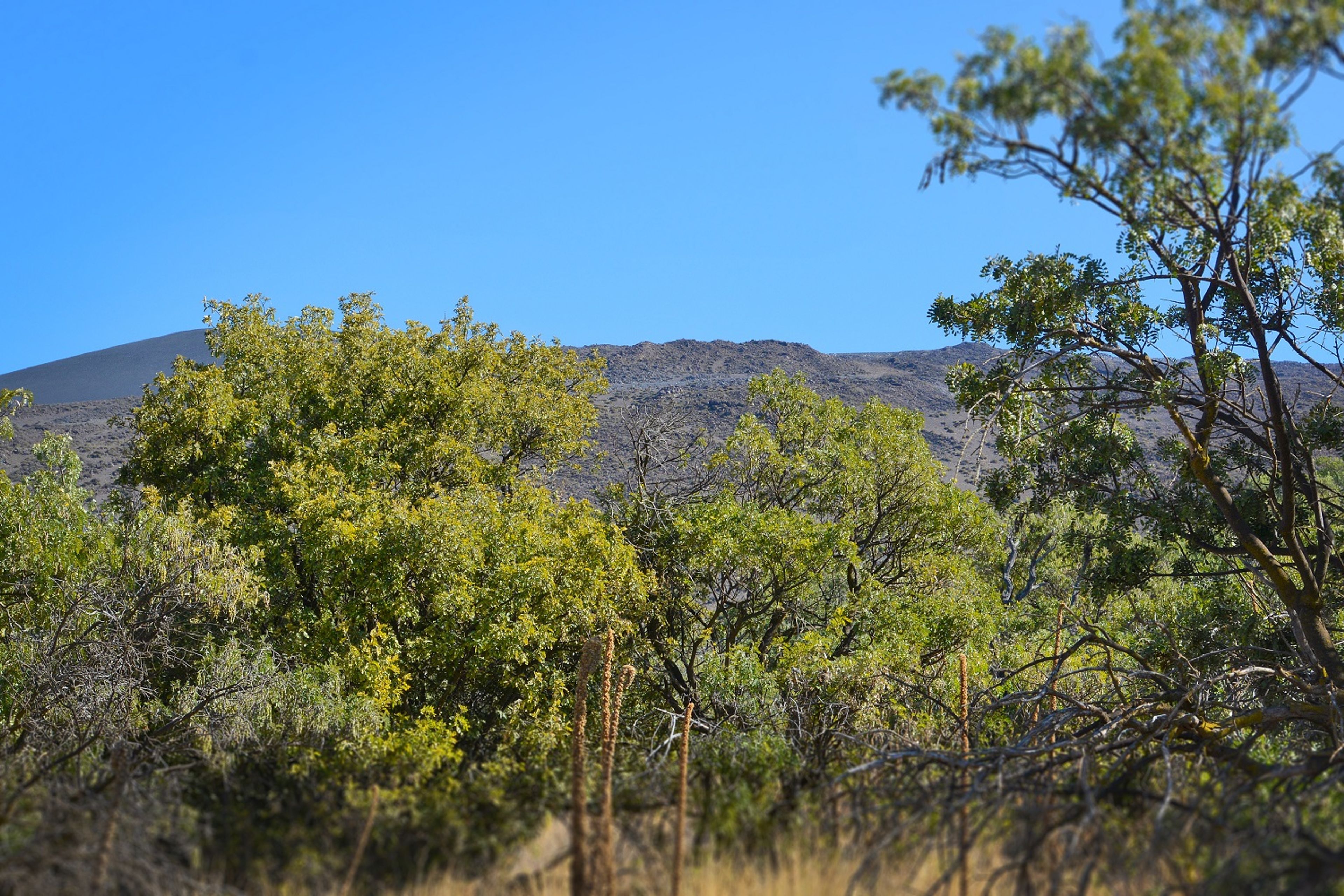 The Mauna Kea Access Road circumnavigates Mauna Kea's high-elevation forest and sub-alpine areas