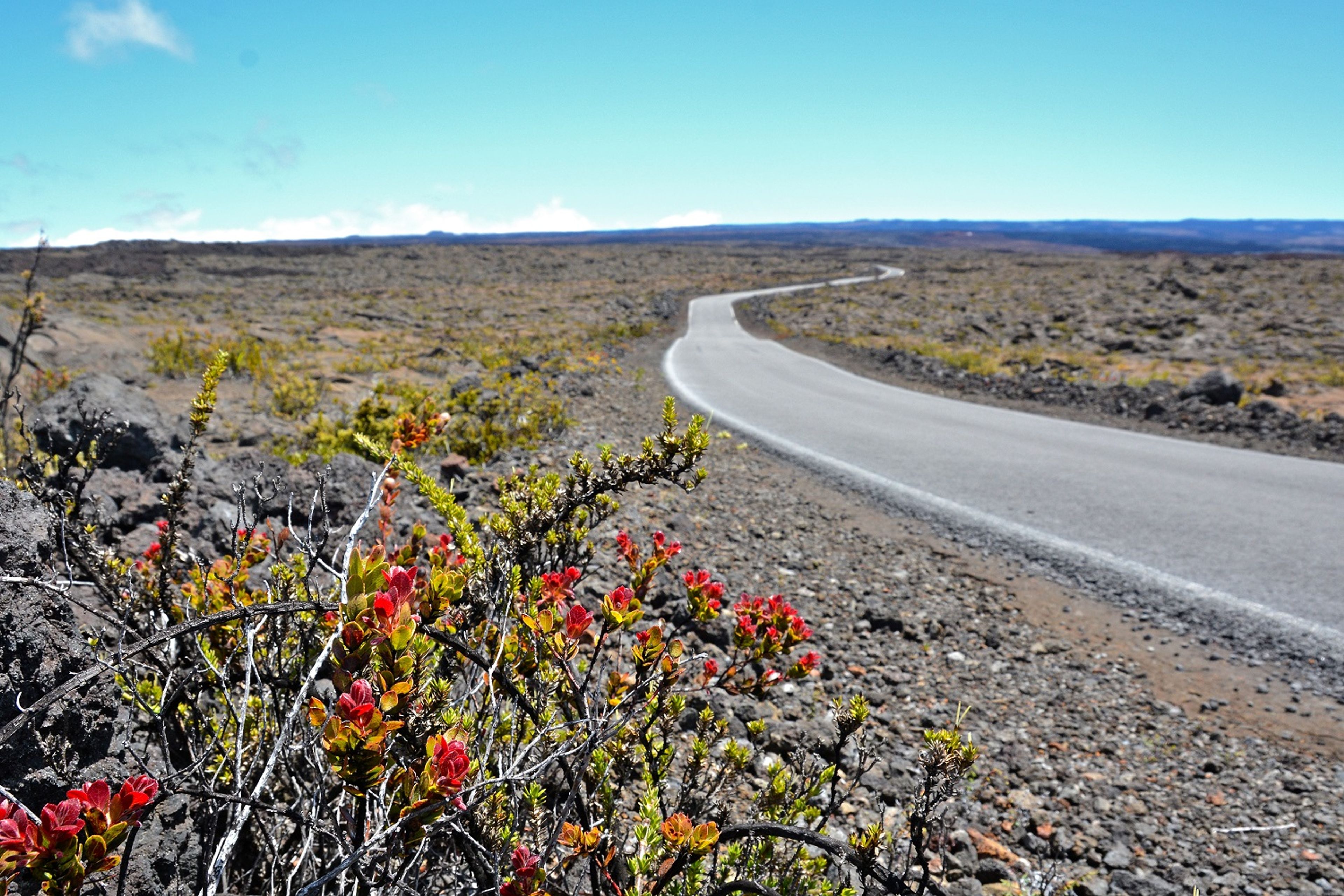 ʻŌhelo and ʻaʻliʻi shrubs blanket some of the slightly older lava flows.