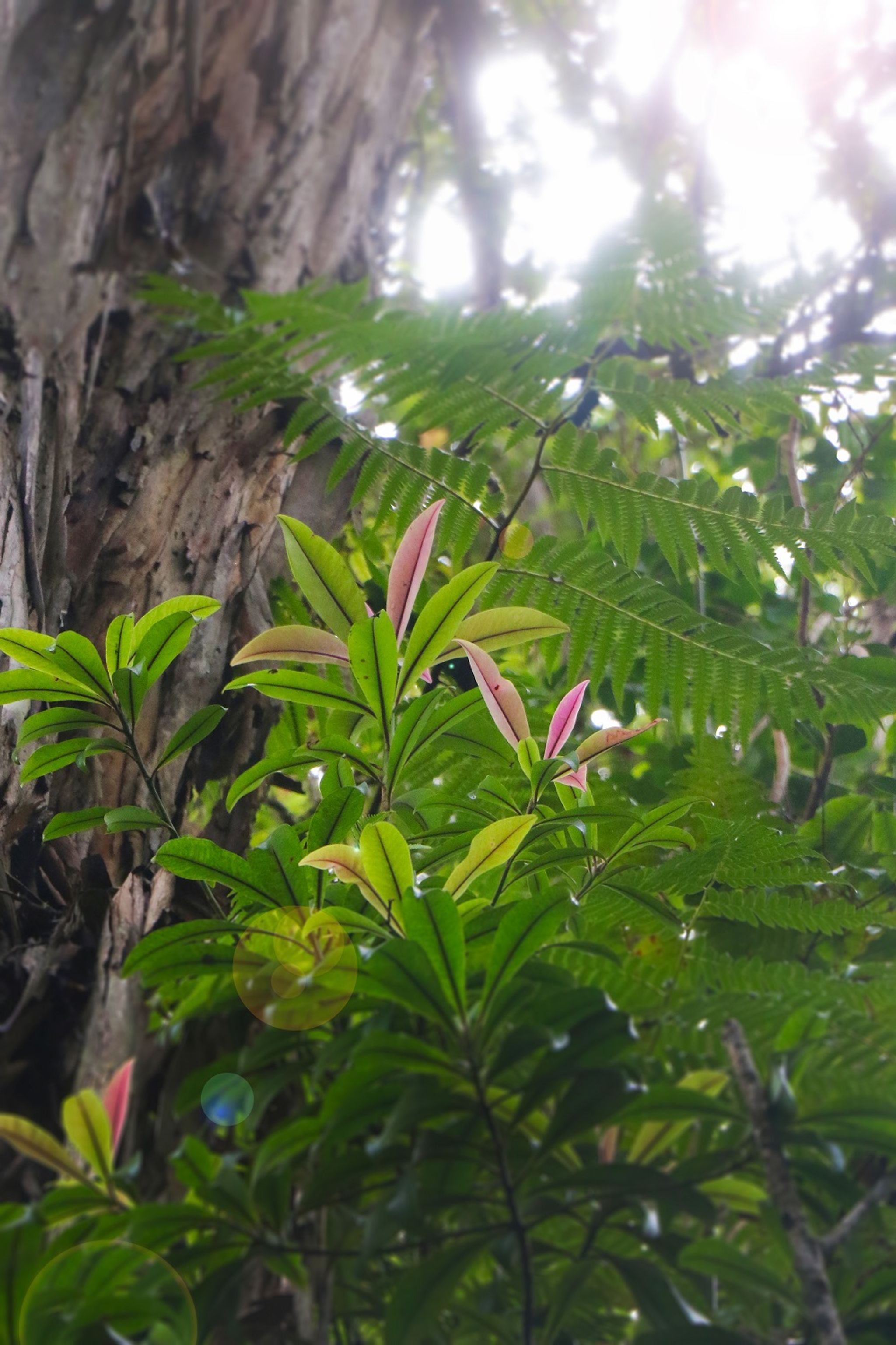 Bright pink leaves of the kōlea lau nui (Myrsine lessertiana) grow upward to the forest canopy.