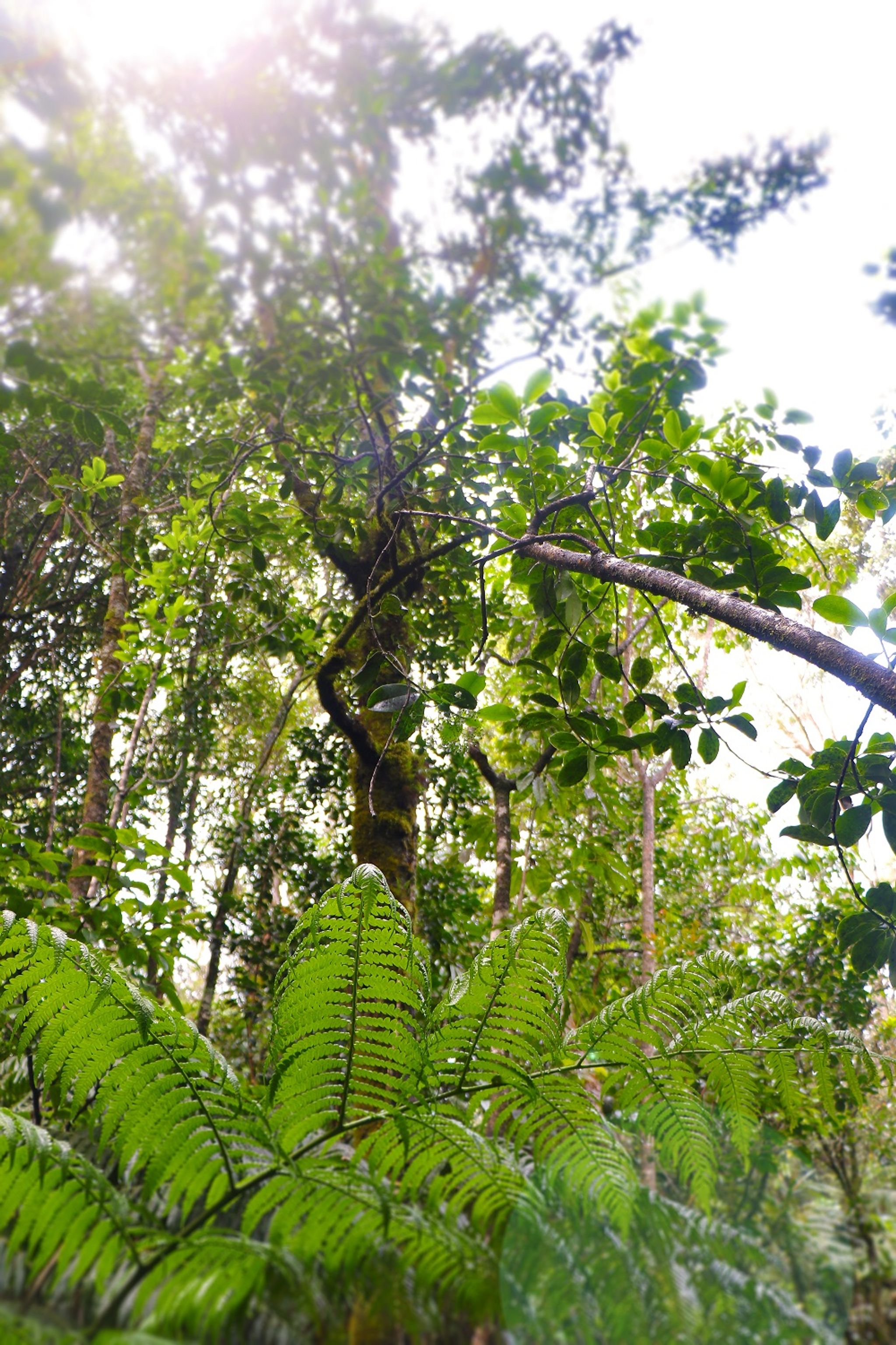 The higher portions of the trail are dominated by a native forest of mixed trees that thrive in this rain forest environment.