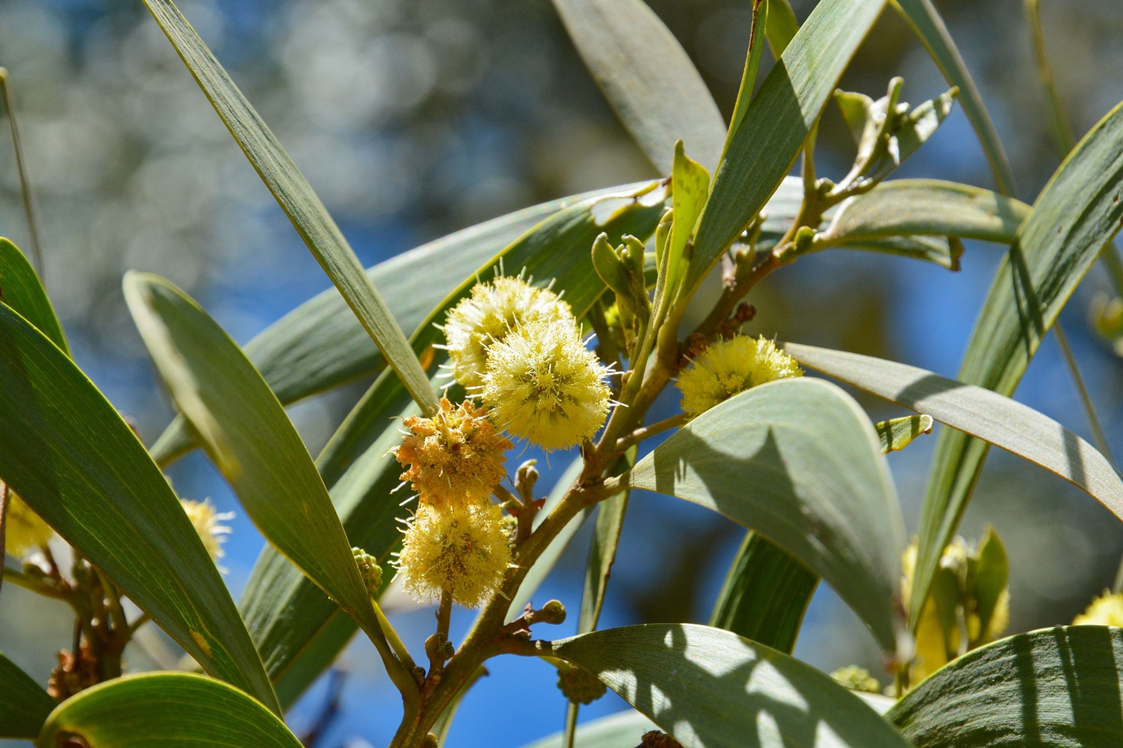 Bright yellow flowers of the koa (Acacia koa) trees show color along the trail.