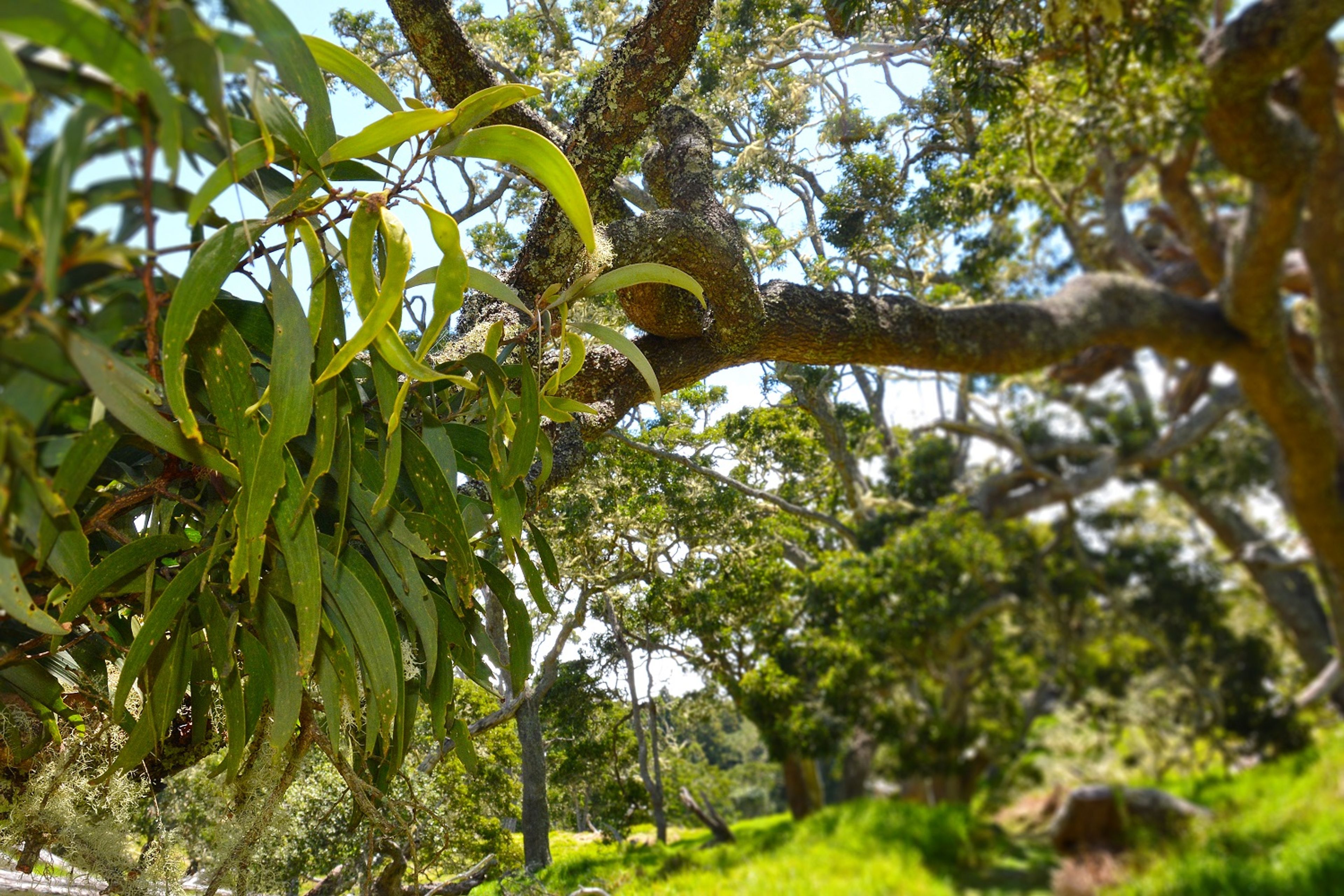 Ancient koa (Acacia koa) trees tower above the trail. They are distinct by their cycle-shaped 'leaves.'