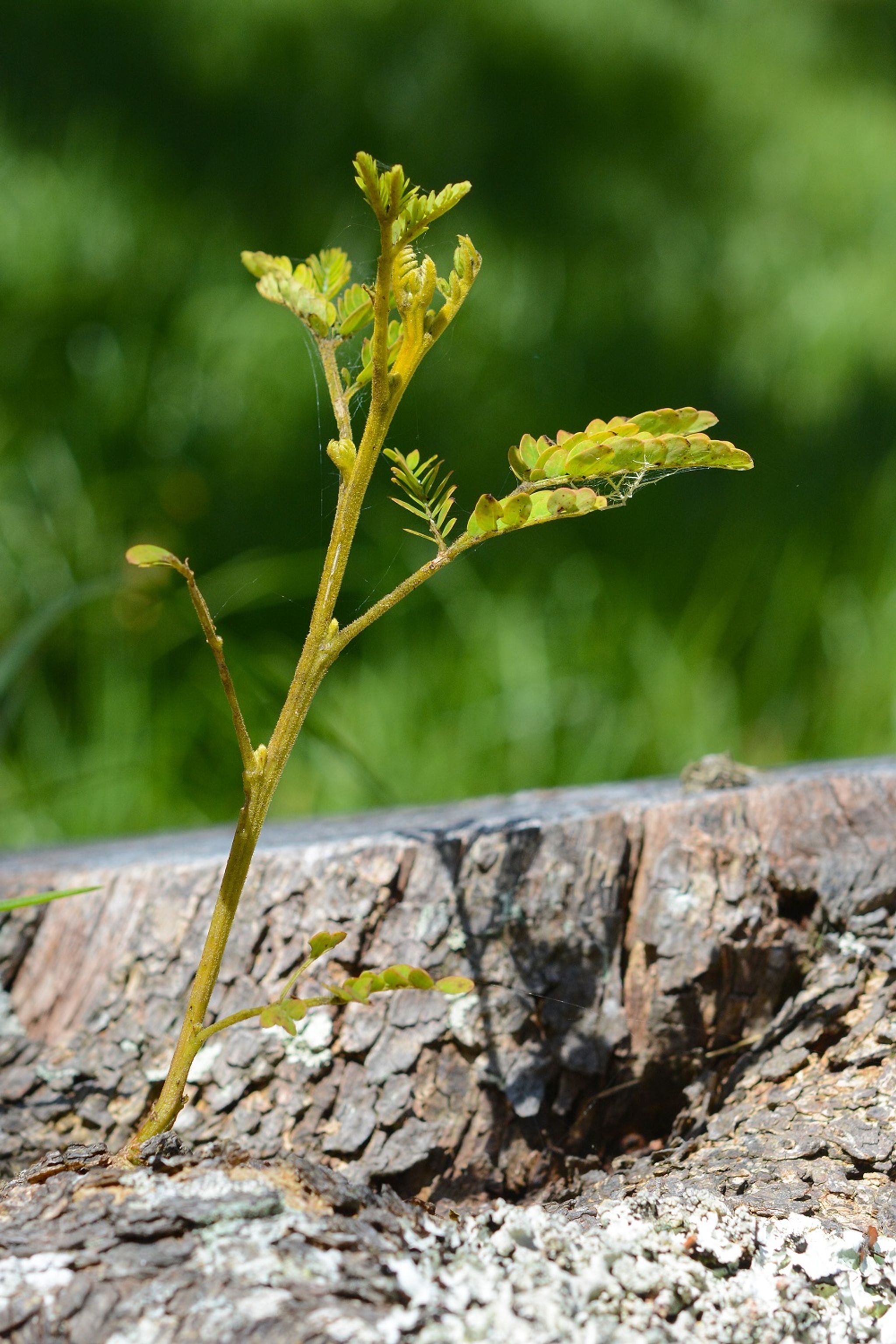 A sapling koa (Acacia koa) starts if life reaching for the dappled sunlight.