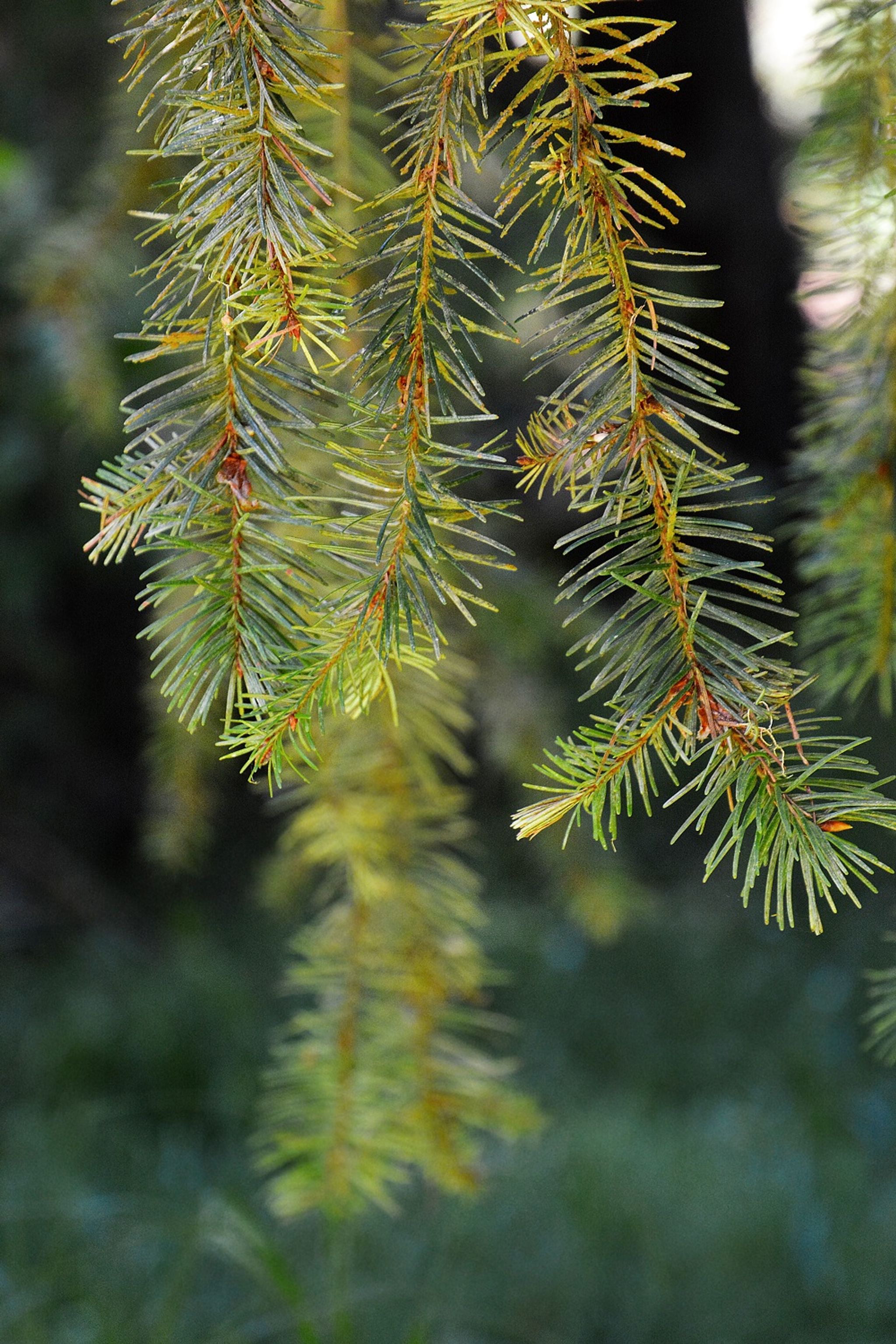 A grove of Douglas Fir tower above the monument, planted in honor of David Douglas.