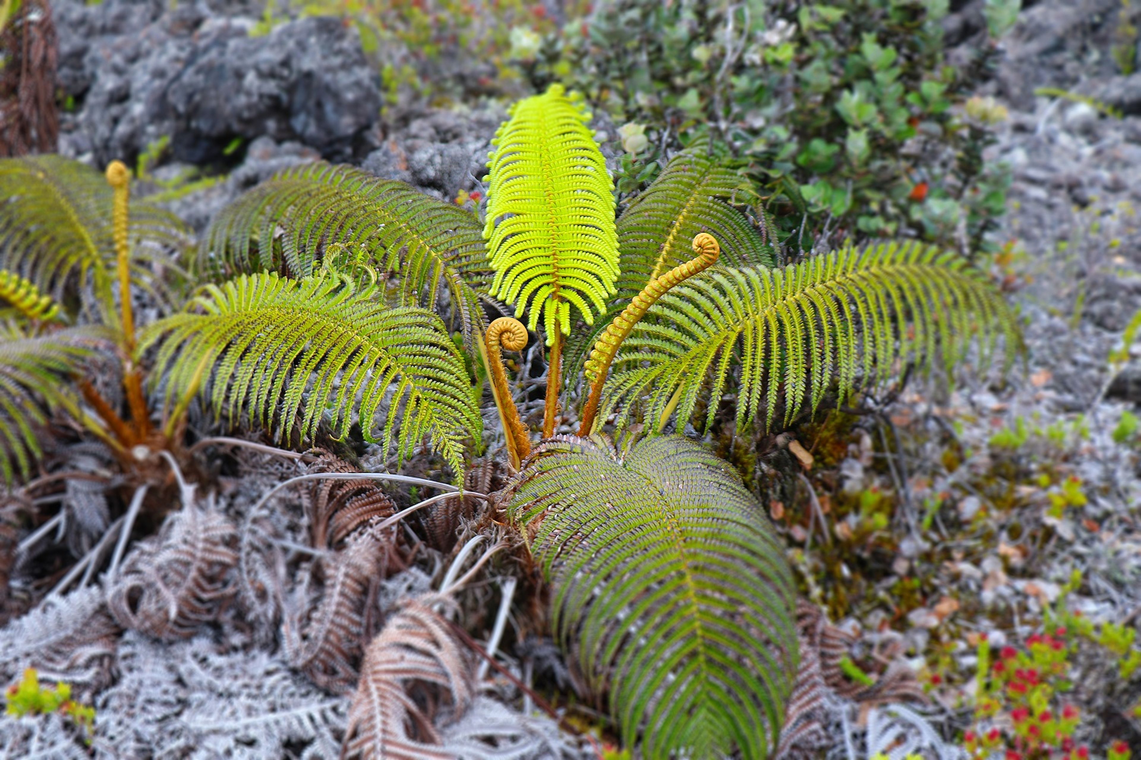 The ʻamaʻu fern (Sadleria cyatheoides) spreads its fronds along the trail.