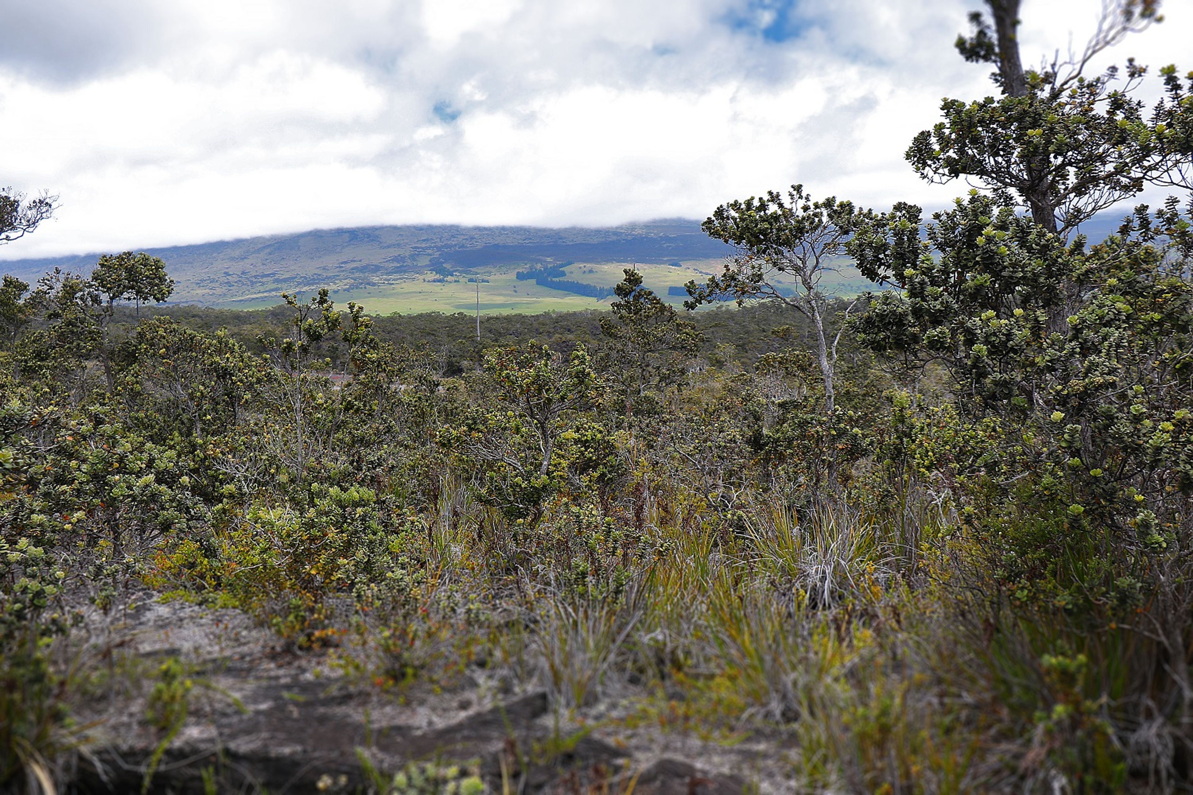 Views of Mauna Kea can be seen from the trail.