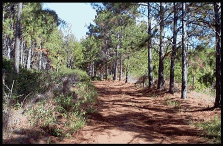 Viewpoint along Makaha Arboretum Trail