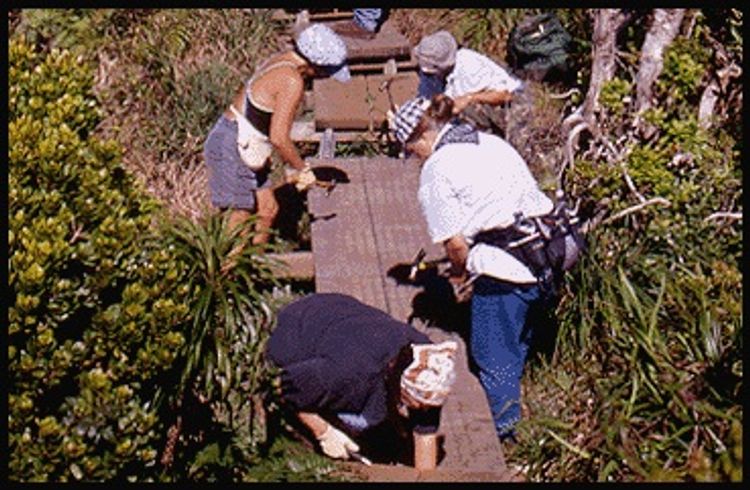 Volunteers maintaining Pihea Trail