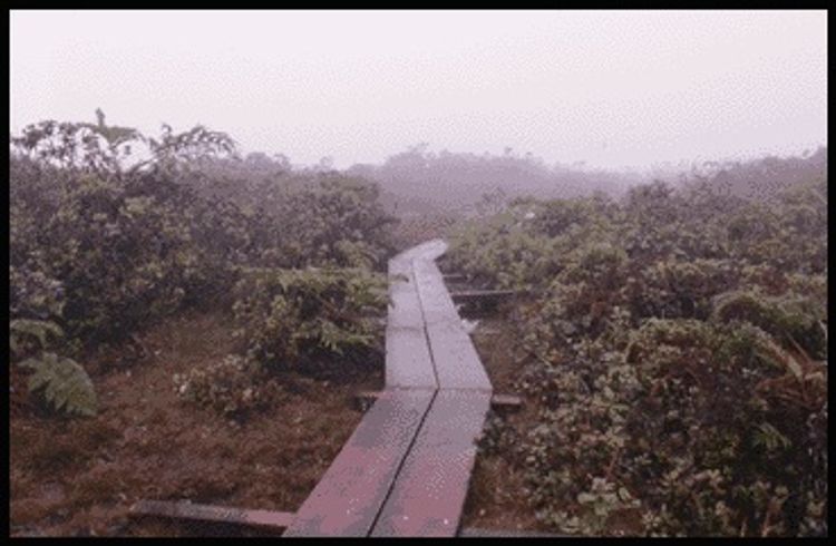 Walkway along Alakai Swamp Trail