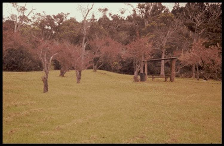 Bench at Kawaikoi Stream Trail