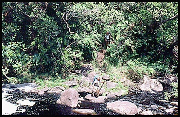 Stream at Mohihi-Waialae Trail