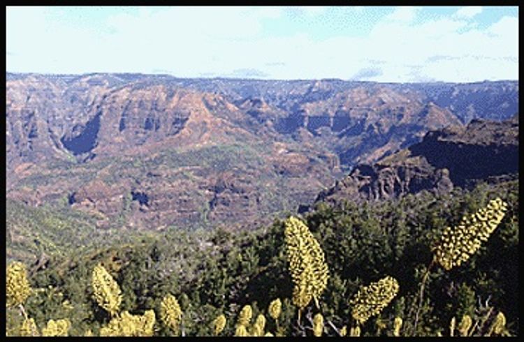 View from Iliau Nature Loop