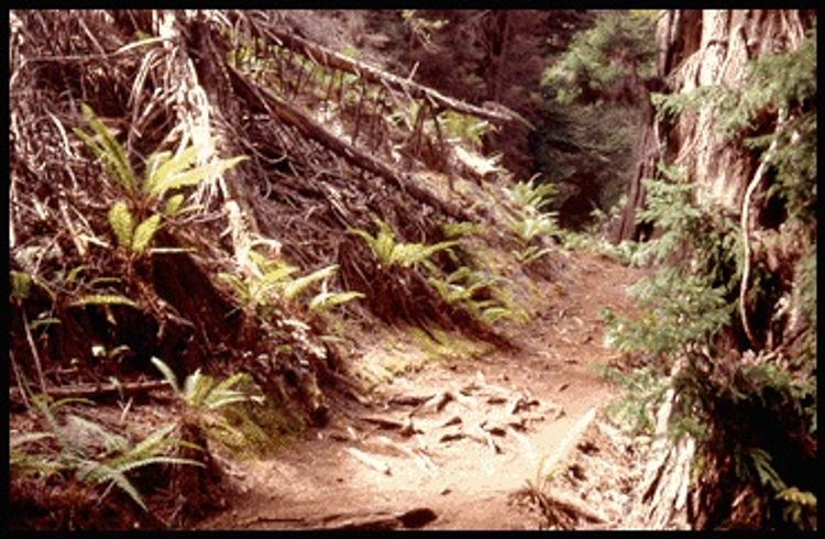 View of the terrain along the Plum Trail.