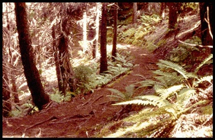 Beautiful forest hike along the Plum Trail.