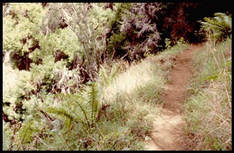 Scenery along the Plum Trail.