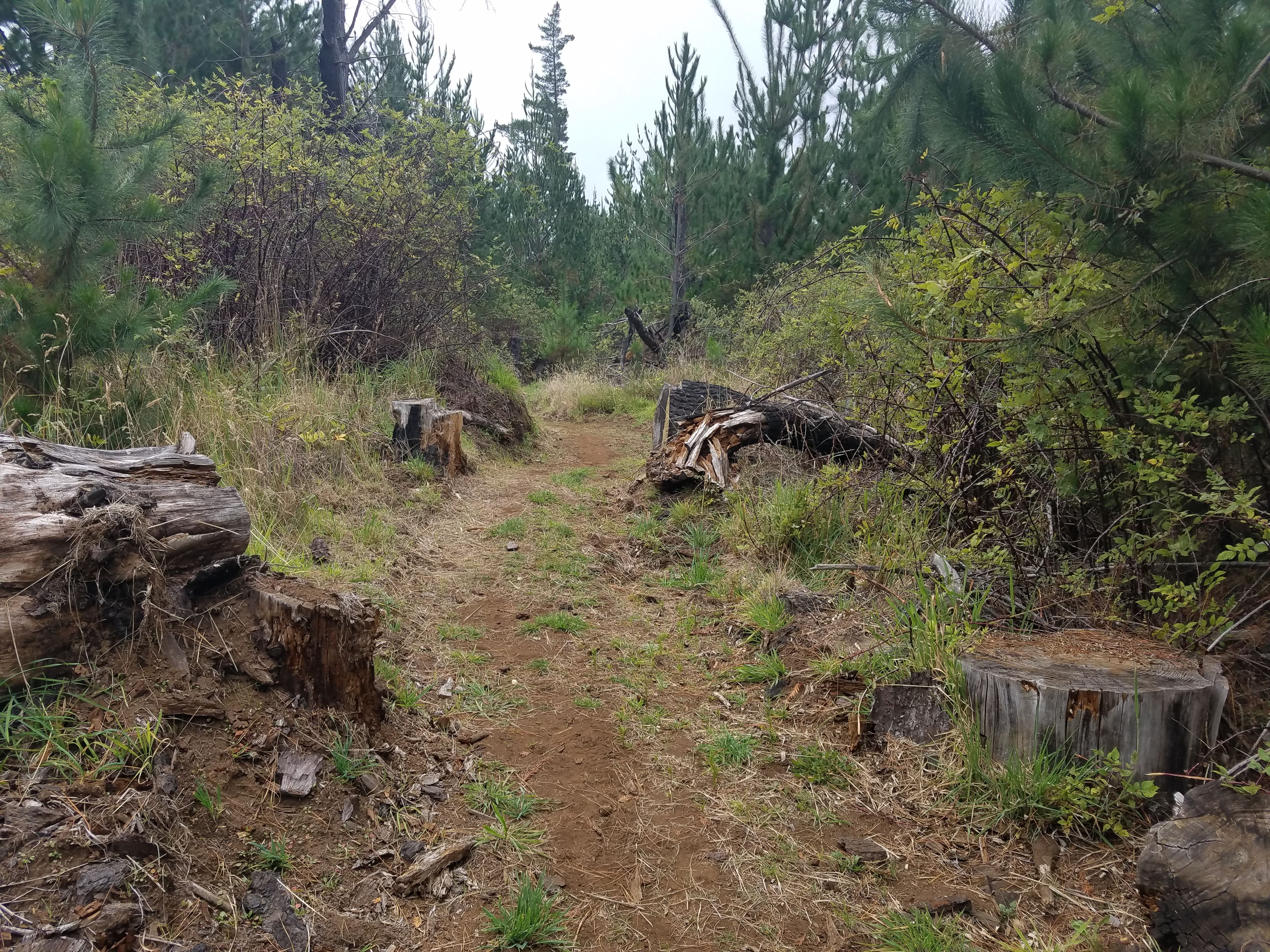 Lower Waiohuli Trail