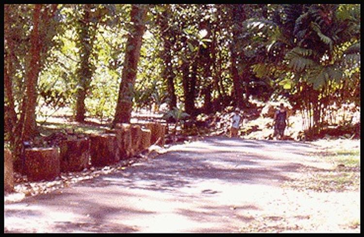 View of walking path at Keanae Arboretum