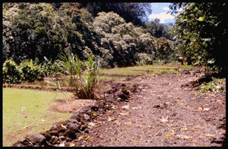 Walking path at Keanae Arboretum