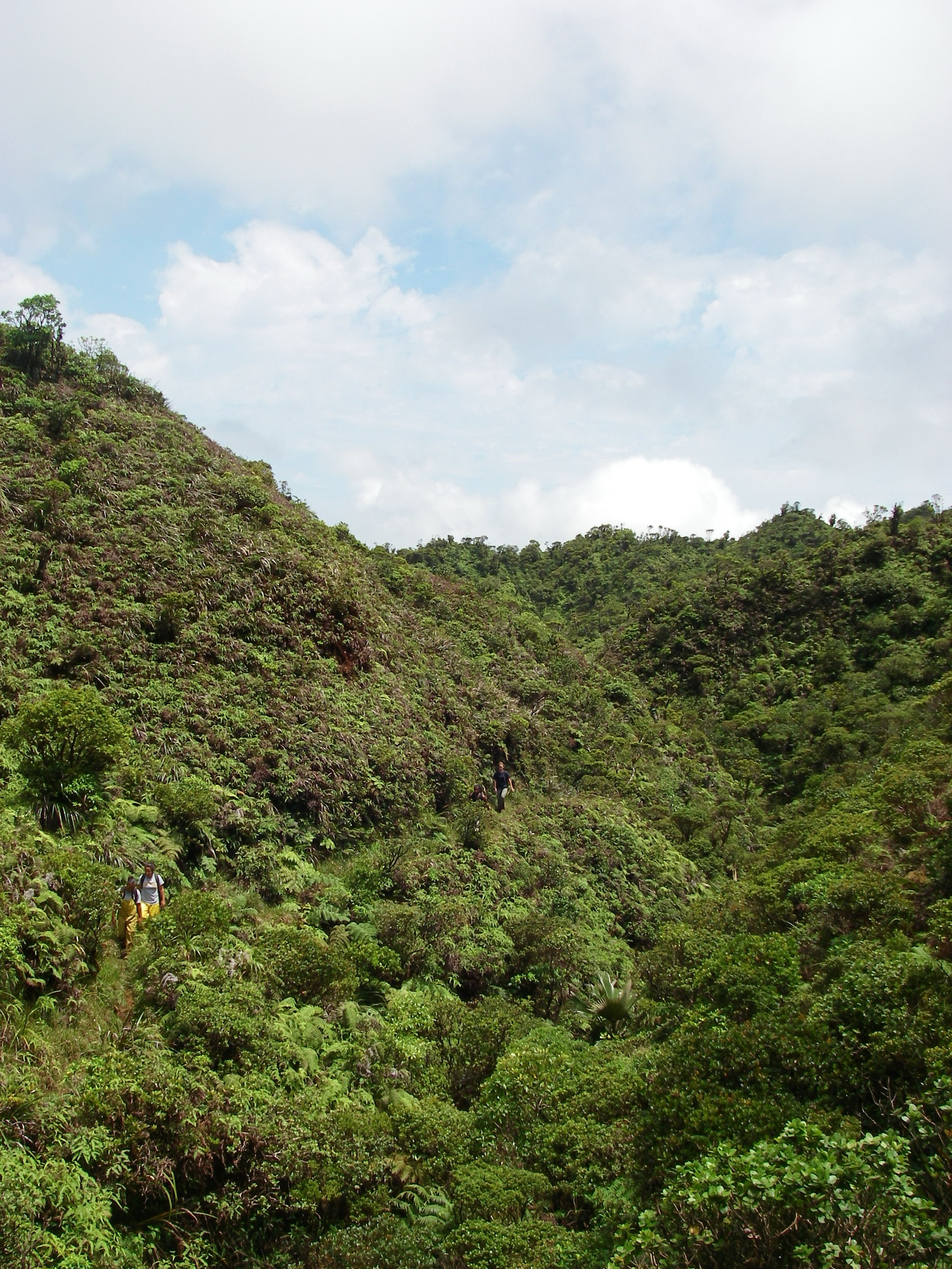 Upper Poamoho trail