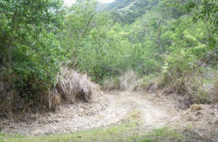 Viewpoint from Kamananui Valley Road