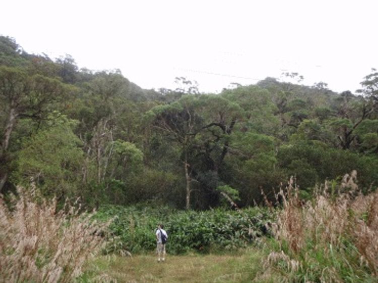 Open views at Kamananui Valley Road