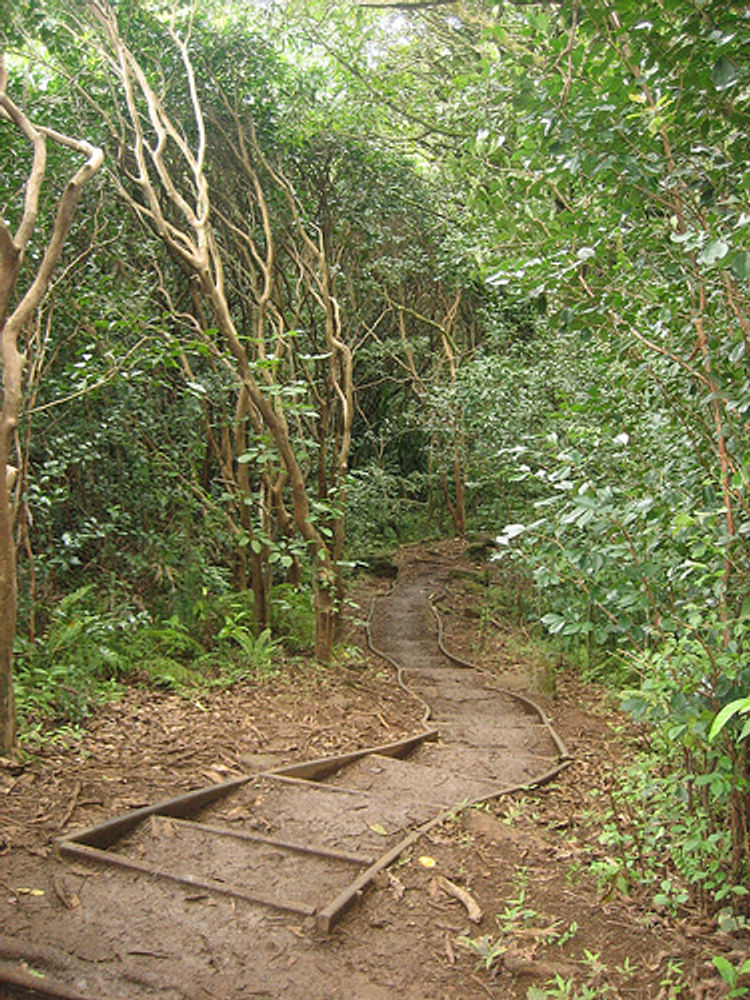 Maunawili Trail Stairs