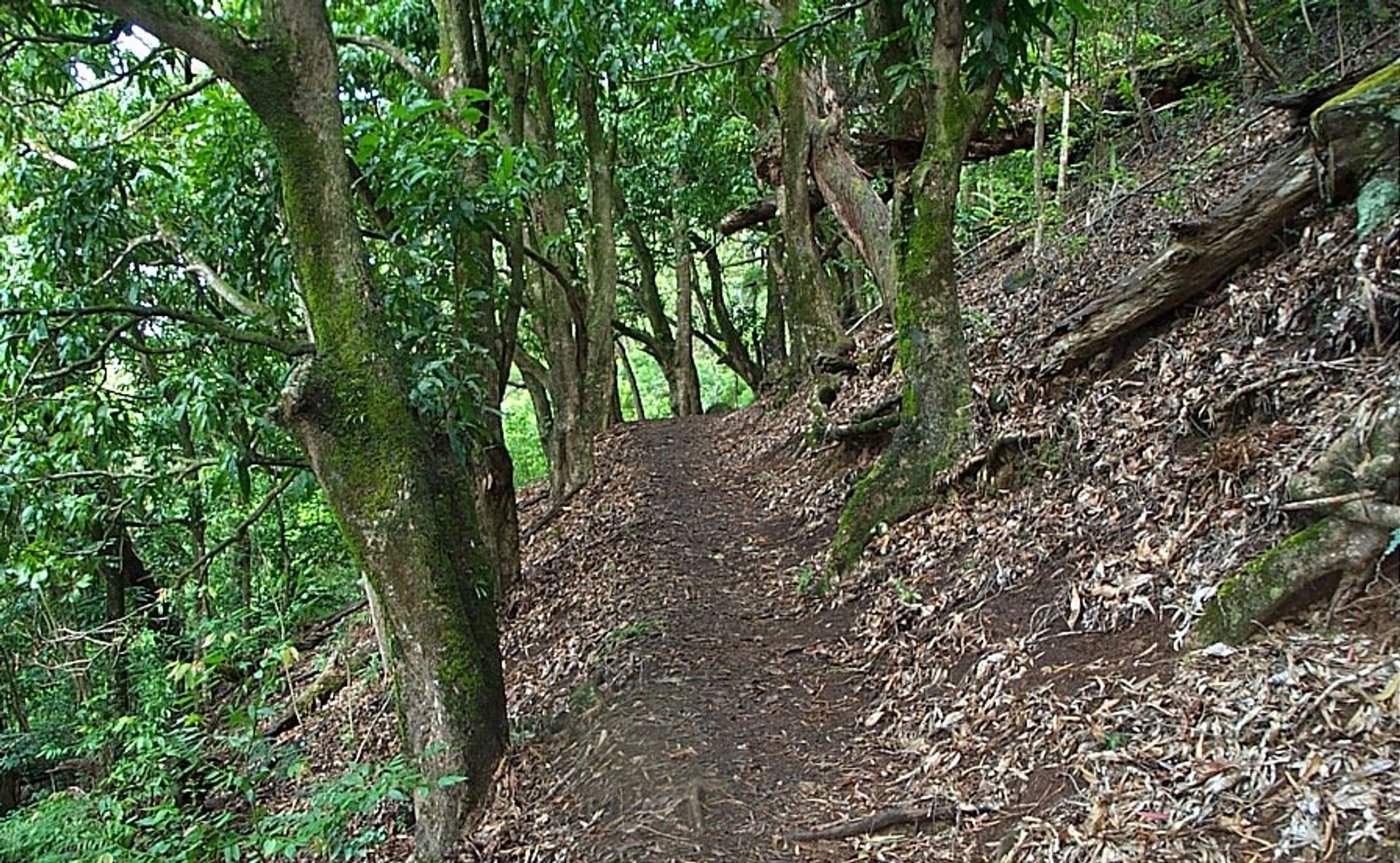 Makiki Valley Trail - Trail view 3