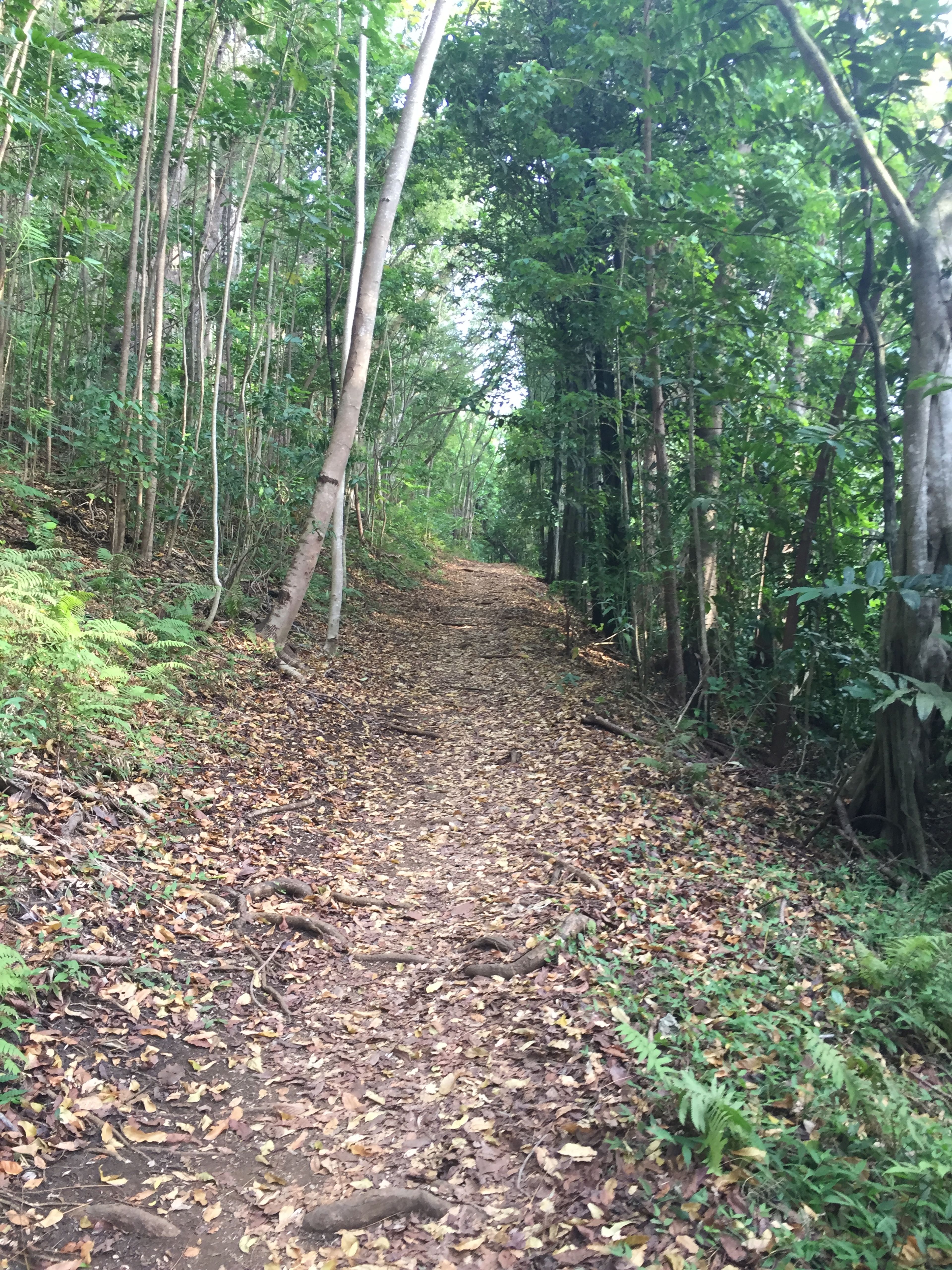 Makiki Valley Trail - Trail view 2