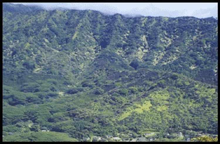 Scenic viewpoint from Manoa Cliff Trail