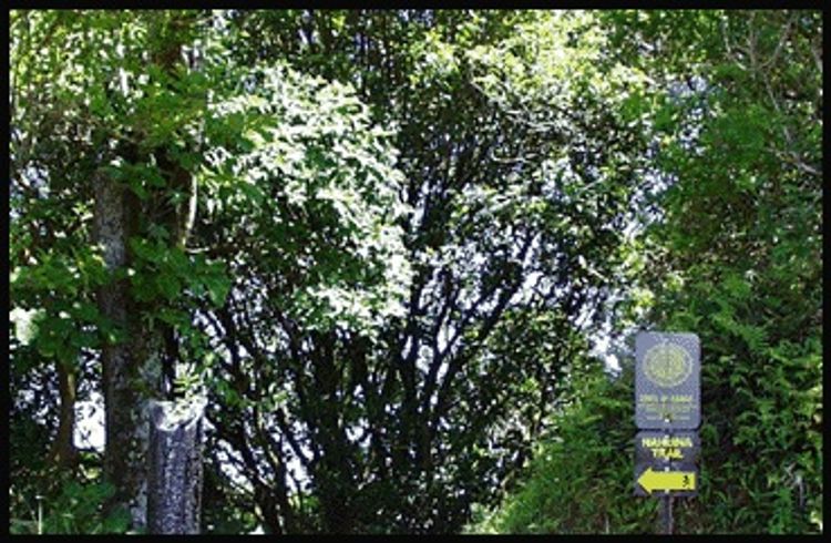 Nahuina Trail Head