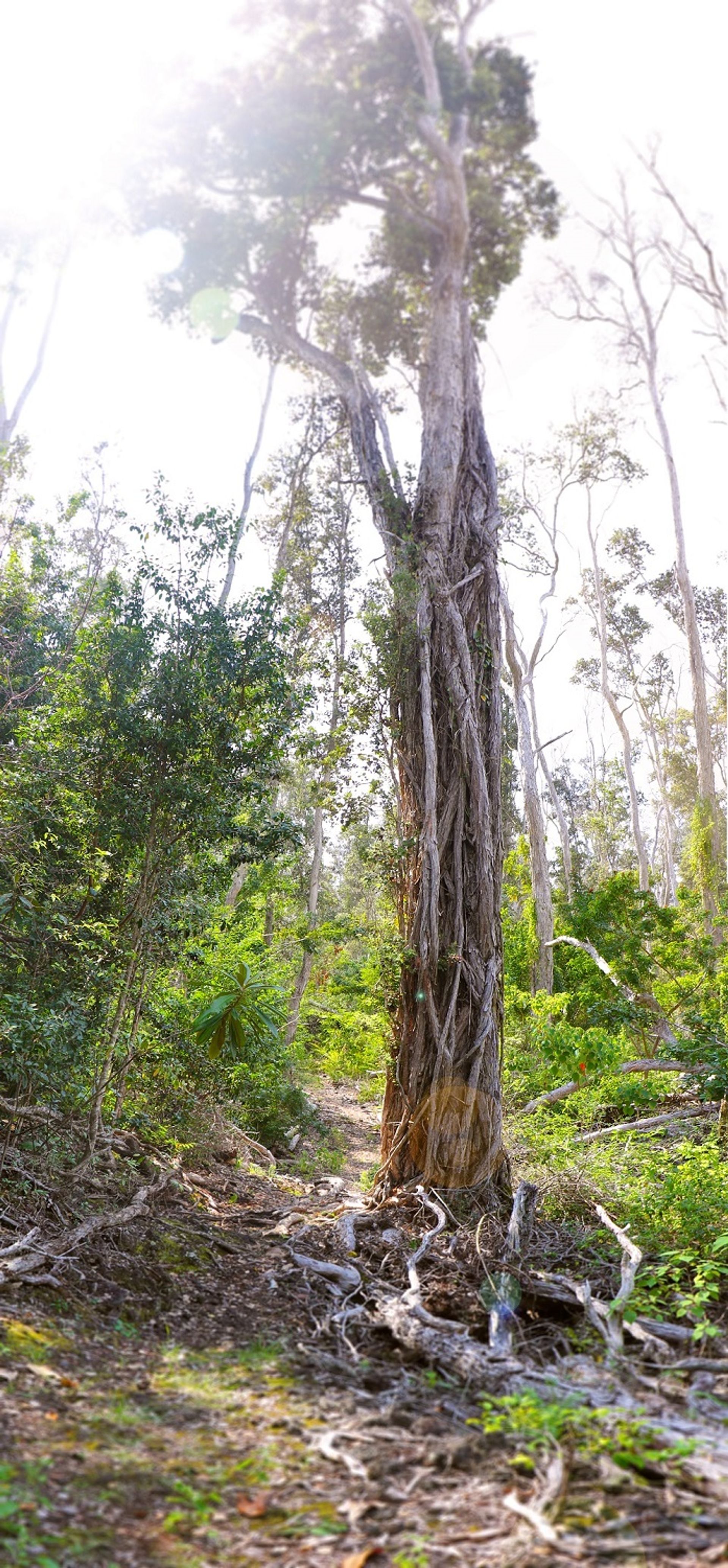 Tall ʻōhiʻa (Metrosideros polymorpha) trees tower over the dry forest here.