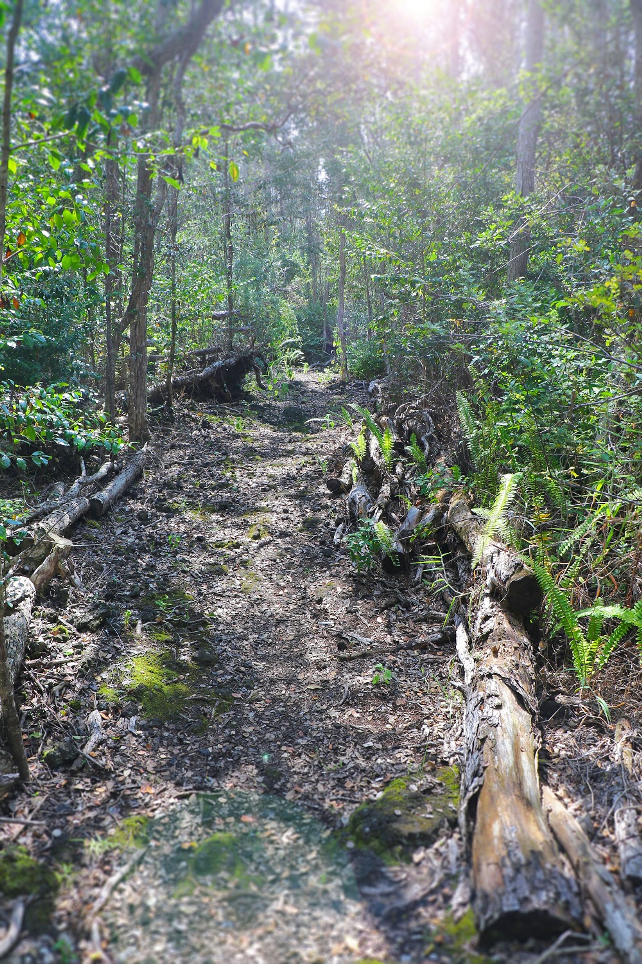 The Manukā Nature Loop Trail takes hikers through native dry forest.