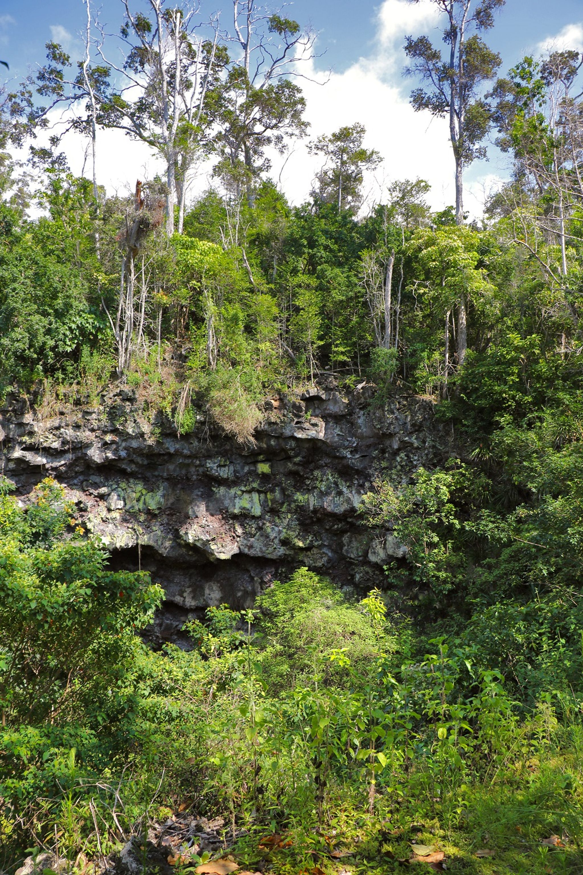 Hikers can view the tree tops at the large volcanic pit that protects the plants within.