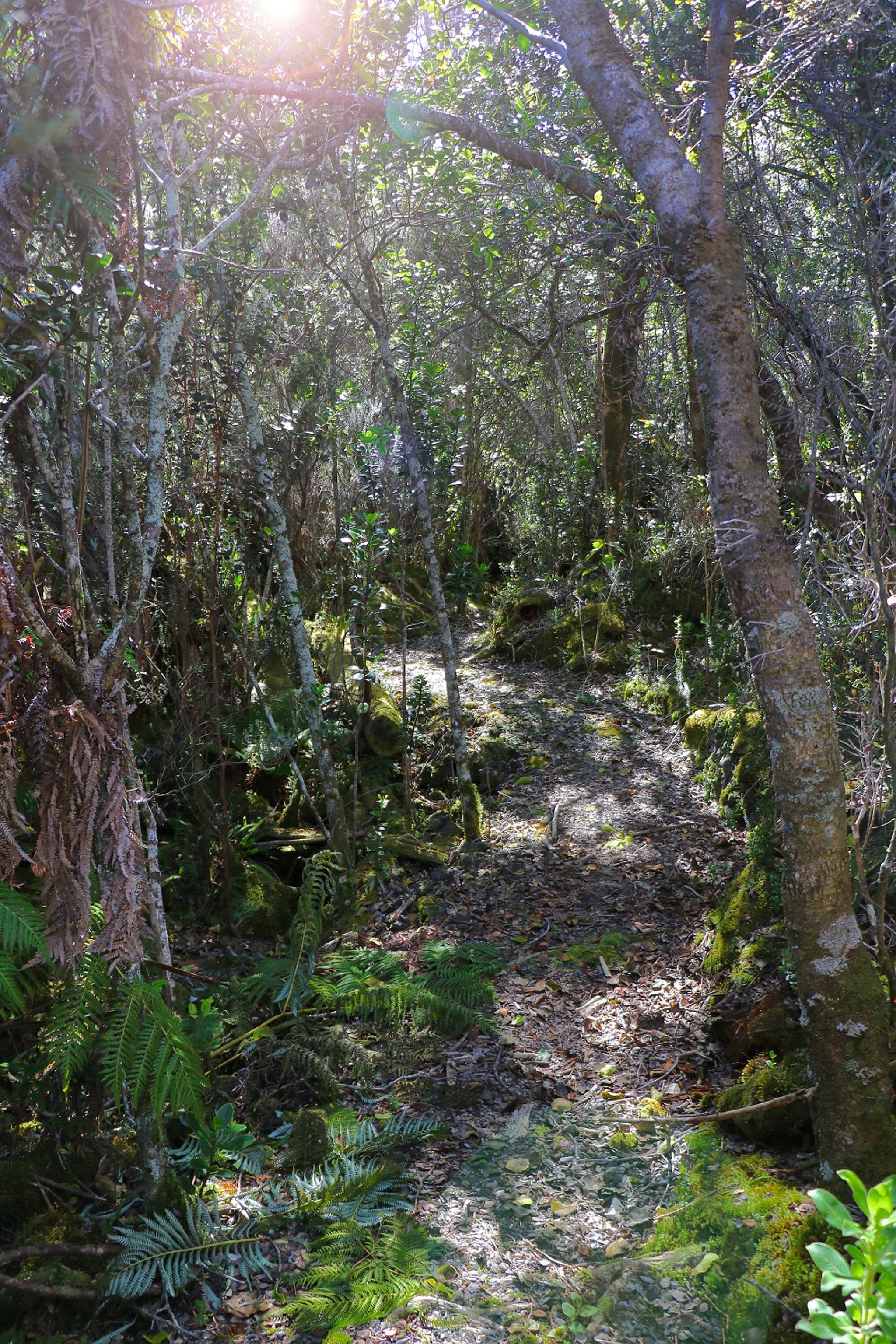 The forest floor is carpeted with ferns and purple-flowered mints.