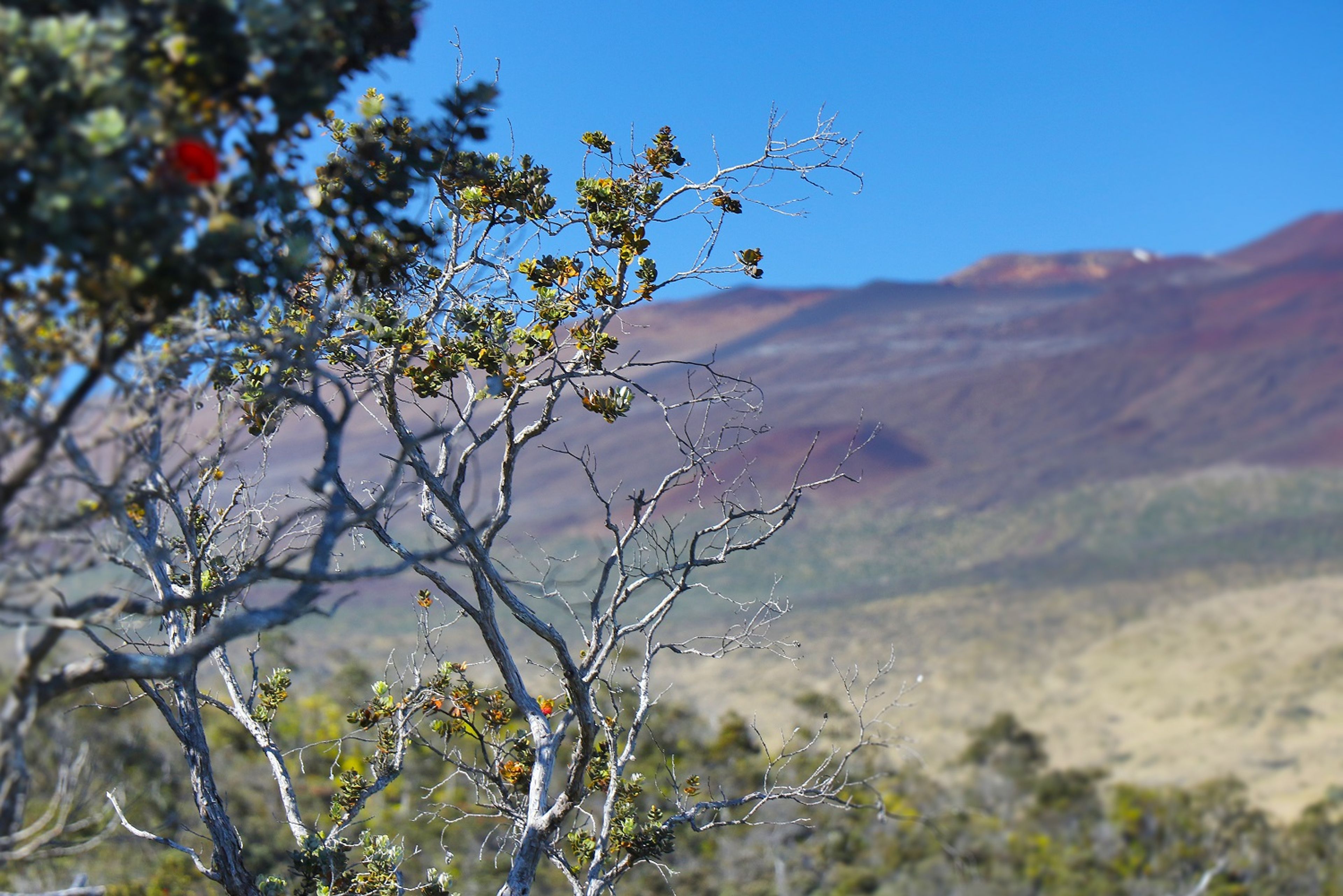 From the viewing deck on the trail, the view of Mauna Kea is revealed.