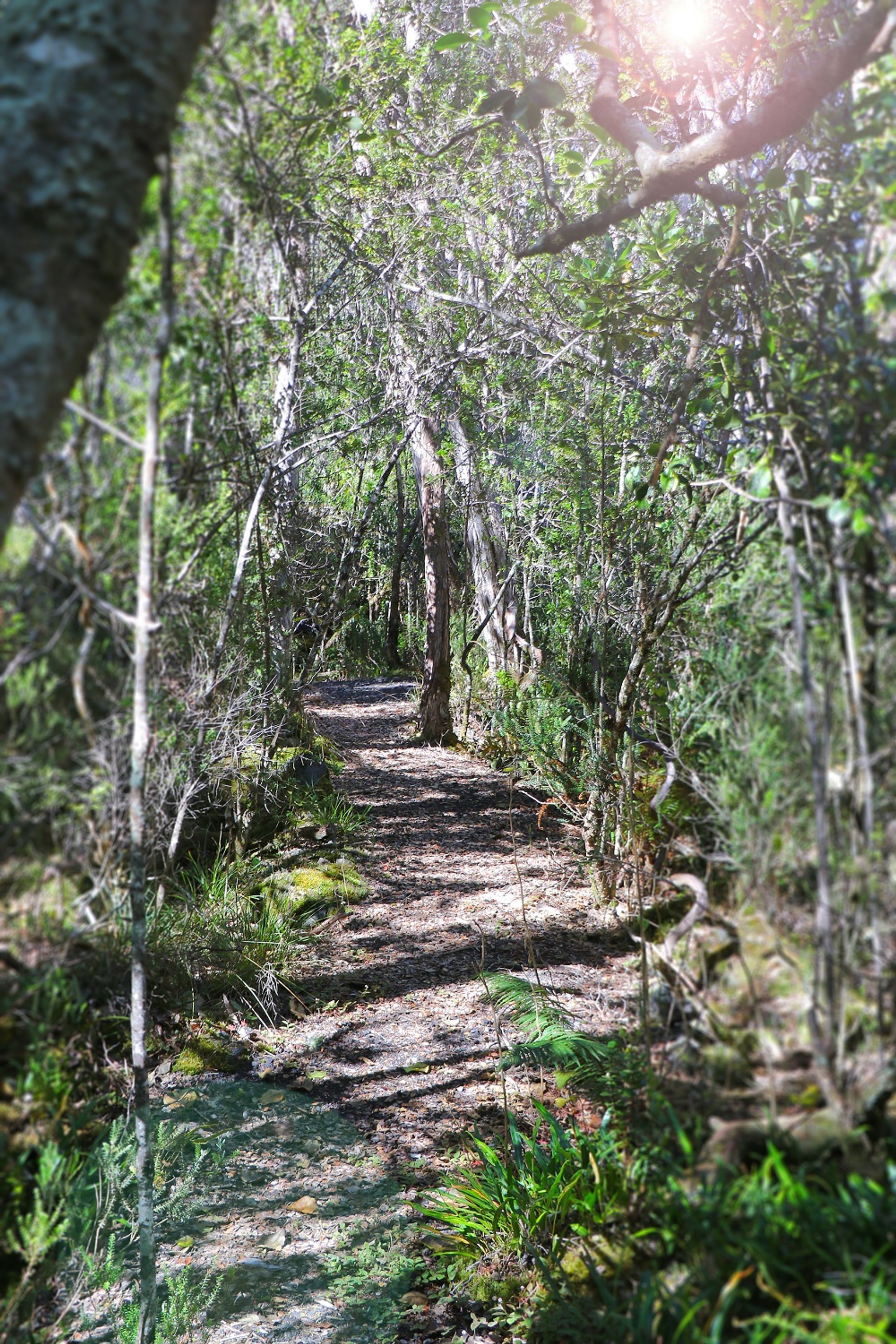 The famous native Hawaiian forest birds sing in the native forest canopy above the trail.