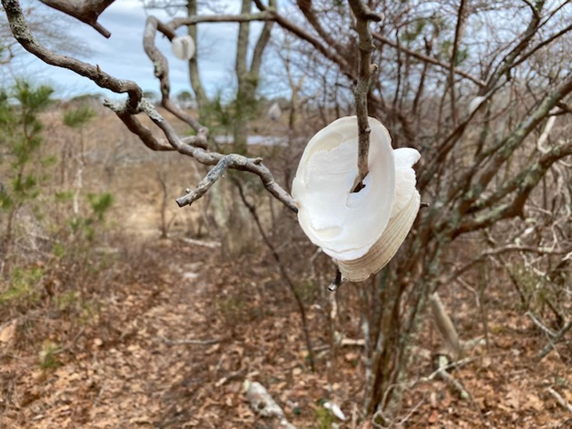 Caroline Tuthill Preserve shells