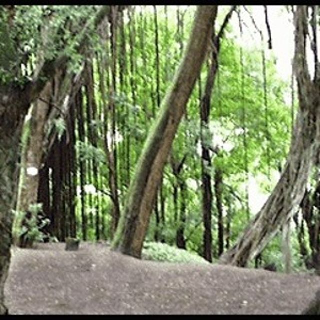 Forest at Judd Trail