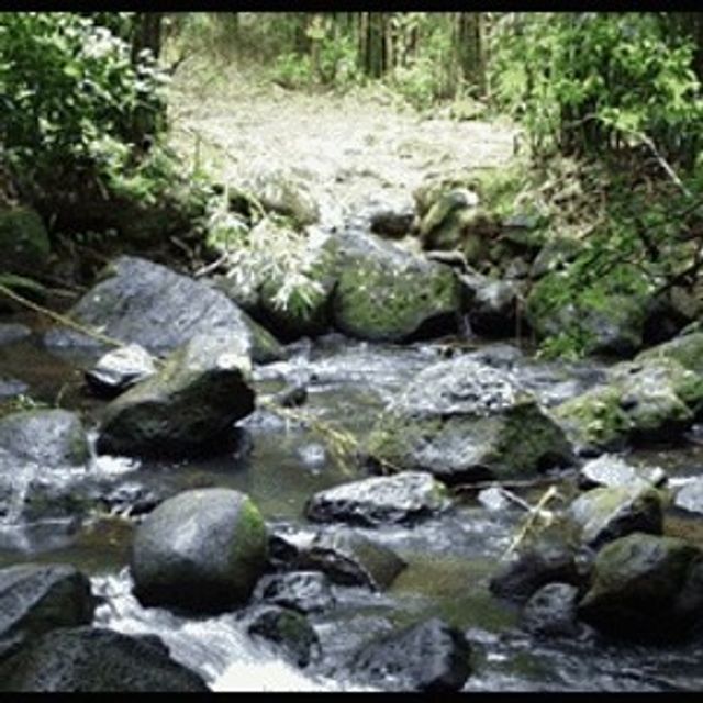 Stream at Judd Trail