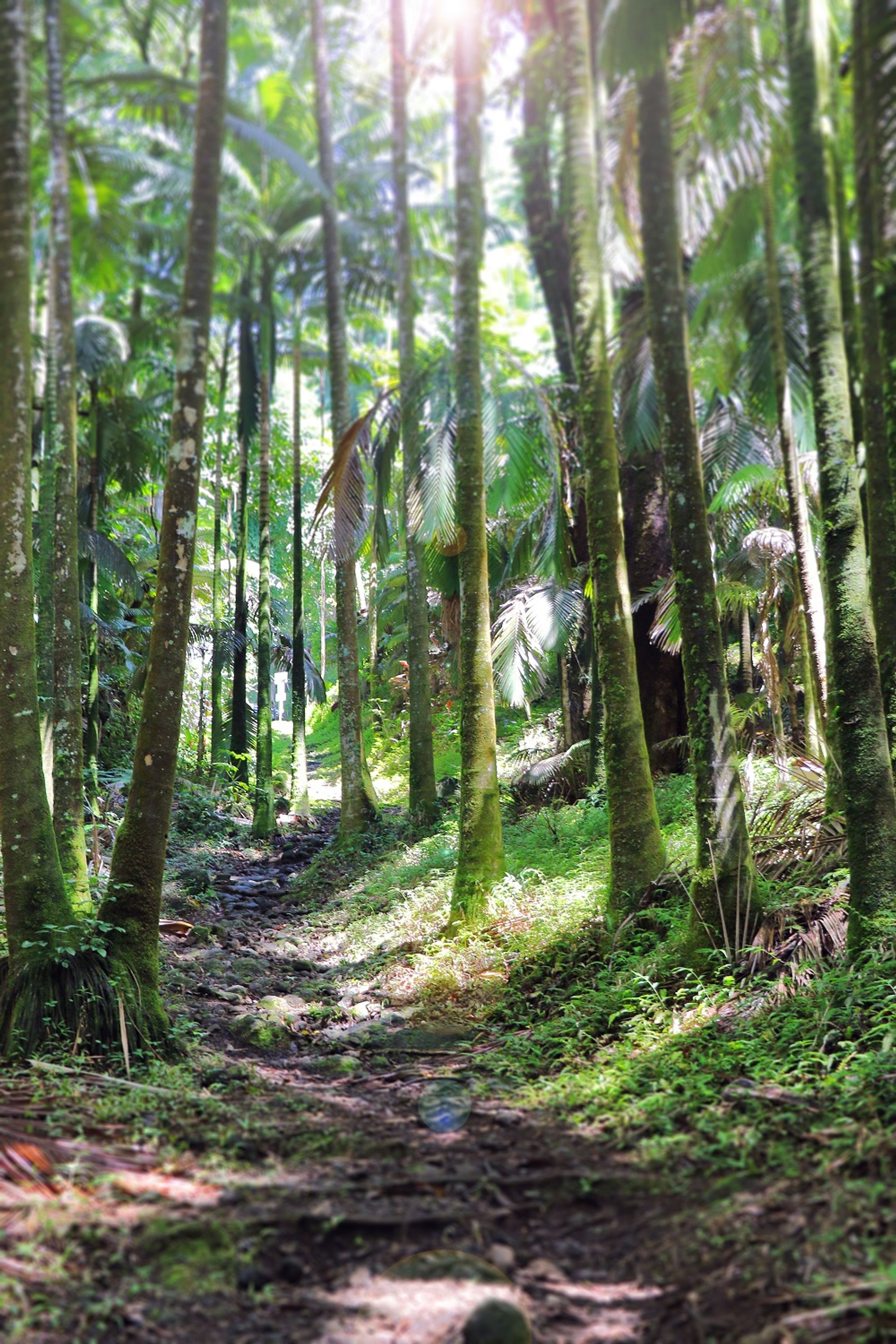 The Donkey Trail at Onomea takes hikers through exotic tropical forest.