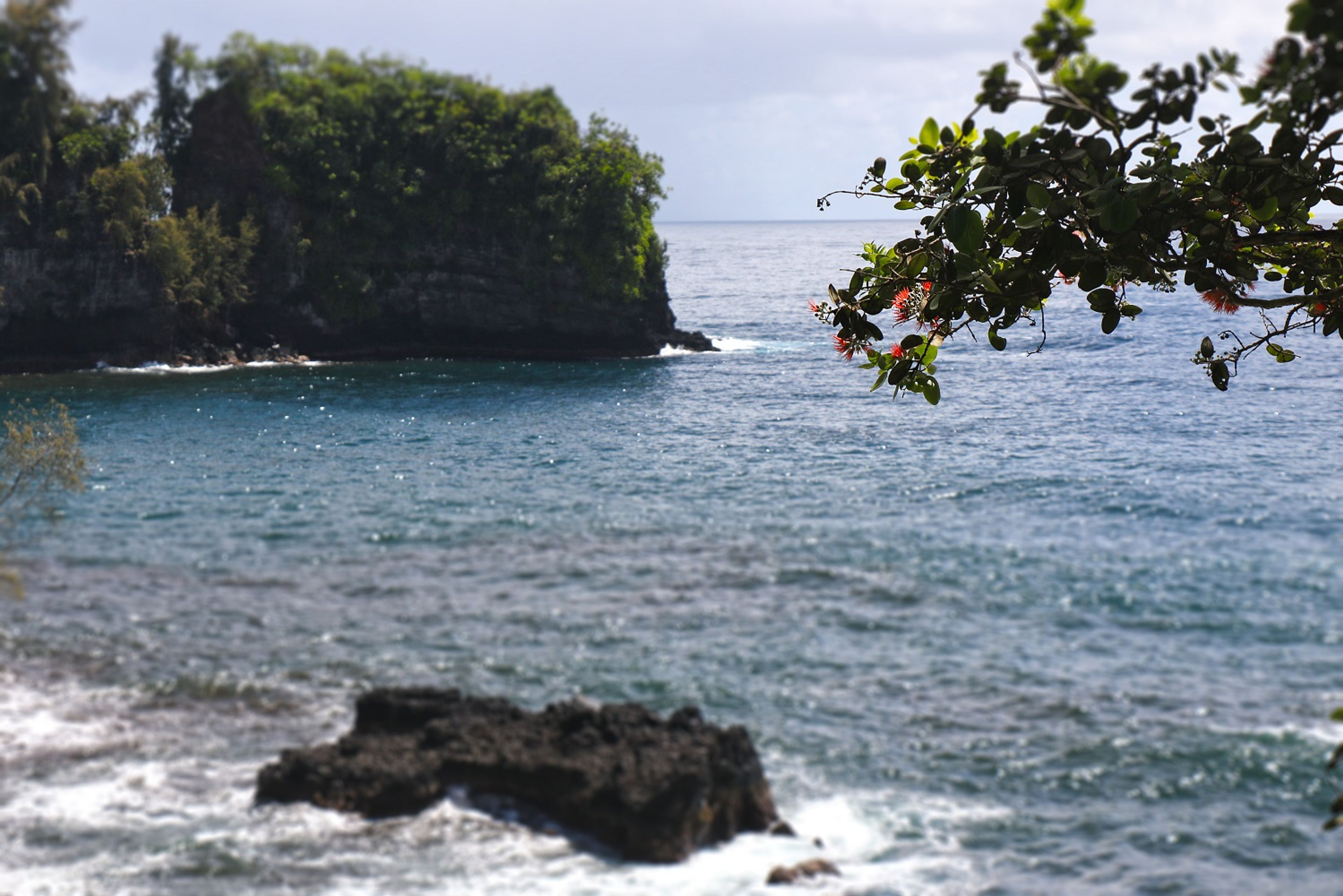 ʻŌhiʻa flowers hang above Onomea Bay.