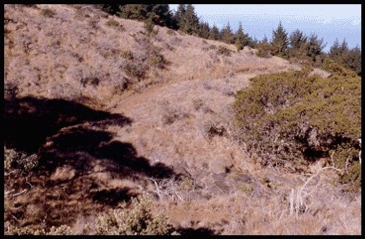 Viewpoint from Waiakoa Loop Trail