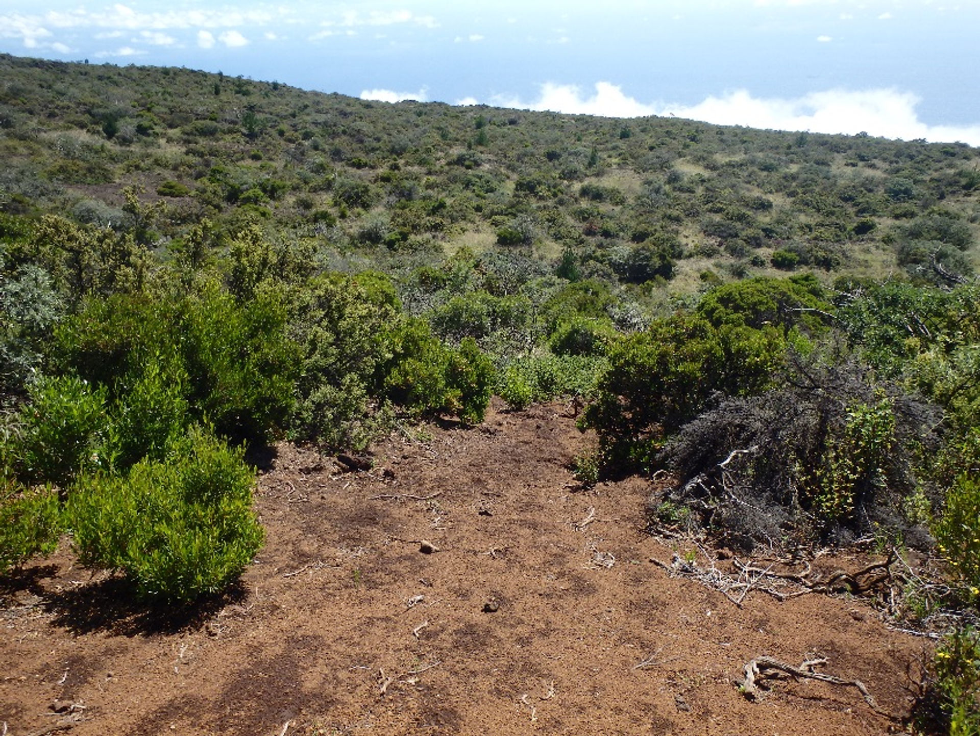 Kula Forest Reserve - Shrubland