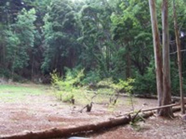 Waihou Spring Forest Reserve