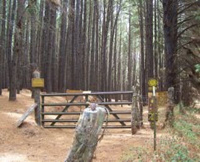 Waihou Spring Forest Reserve