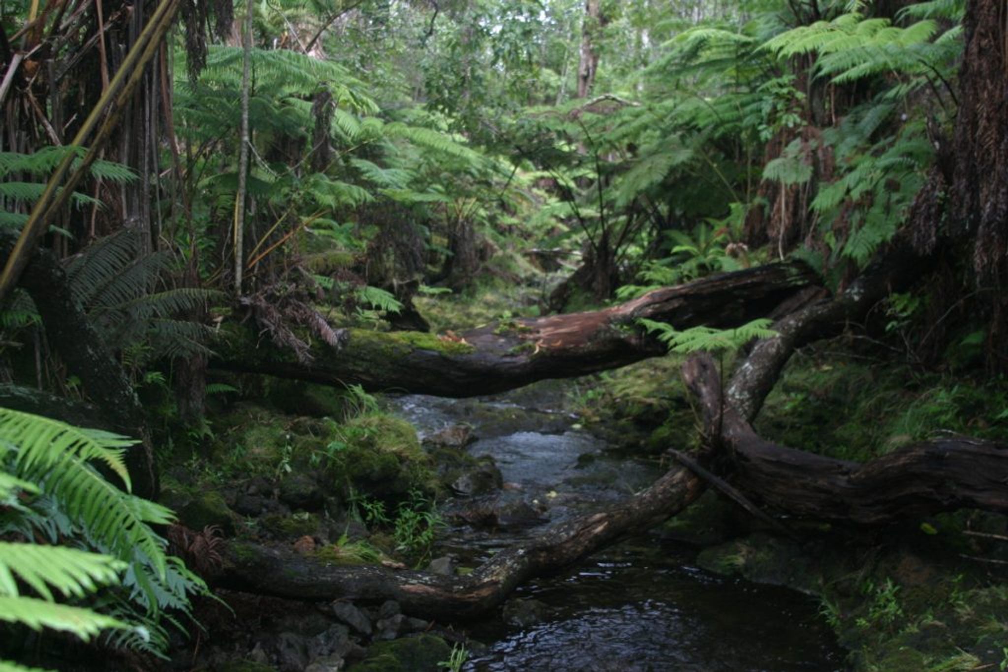 One of the many streams found throughout the Laupāhoehoe Forest.